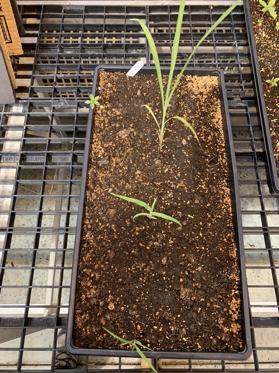 NDSUWeeds's tweet photo. About a month ago we flagged off a new research site in muddy conditions. Decided to plant the mud from our 2 pairs of boots in a greenhouse flat. Grasses, pigweeds, and nightshades have all emerged. It doesn’t take much mud to move weed seed. https://t.co/gDLauVJgPf
