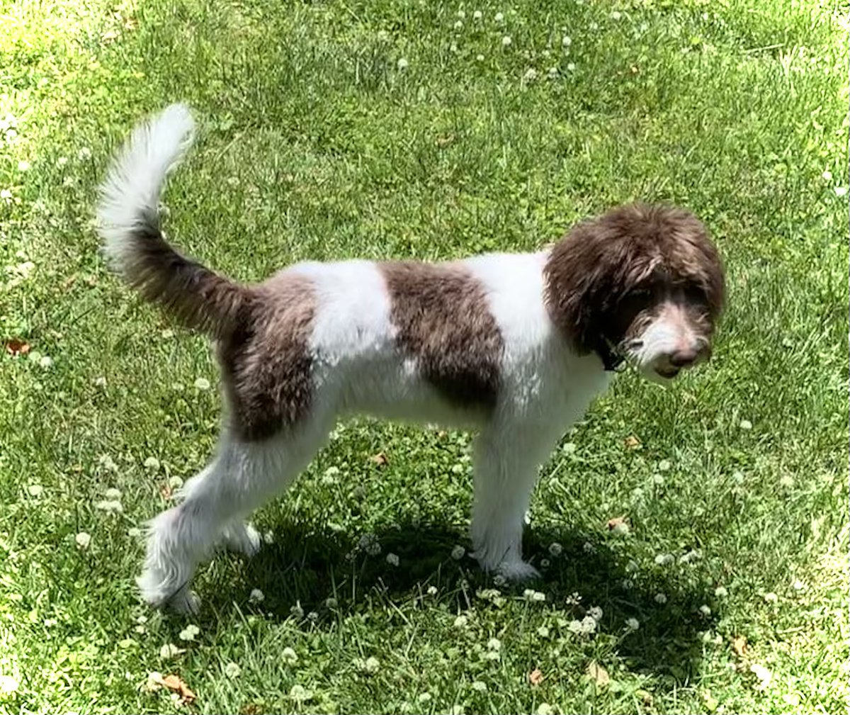 ChattaGooner's tweet photo. Luna got her first haircut yesterday #stillfluffy https://t.co/dIOGnUVFNB