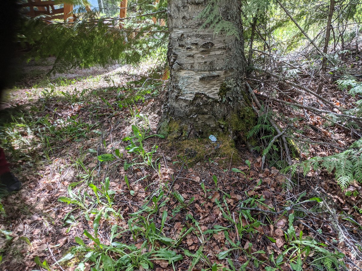 Likely2L's tweet photo. The bioengineers here @Likely2L designed insects with adaptations to hide in plain sight. Can you spot the grub? https://t.co/XtStjUHIkN