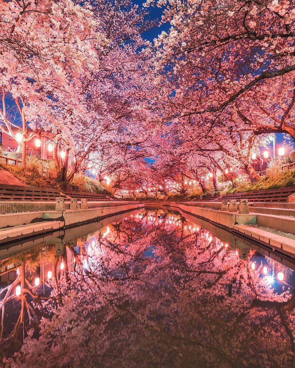 Cherry blossom season in Japan 🌸