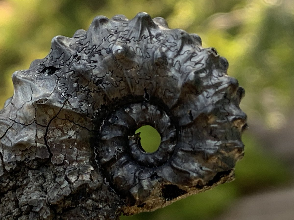 dr_dappleton's tweet photo. Happy #FossilFriday Let’s kick things off with a fully #pyritized #ammonite filled with #crystals from Russia #ammonites #fossil #fossils #paleontology #photography https://t.co/5b38RUk3dC