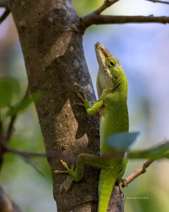 First I do push-ups. Then I get my picture taken. 🦎 #TwitterNatureCommunity #NaturePhotography #naturelovers<a href="/tag/naturephotography"class="tags"><span>#naturephotography</span></a><a href="/tag/naturelovers"class="tags"><span>#naturelovers</span></a><a href="/tag/twitternatu"class="tags"><span>#twitternatu</span></a>