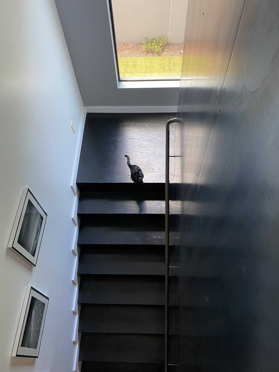 nadyabliss's tweet image. #Friday #tinycat