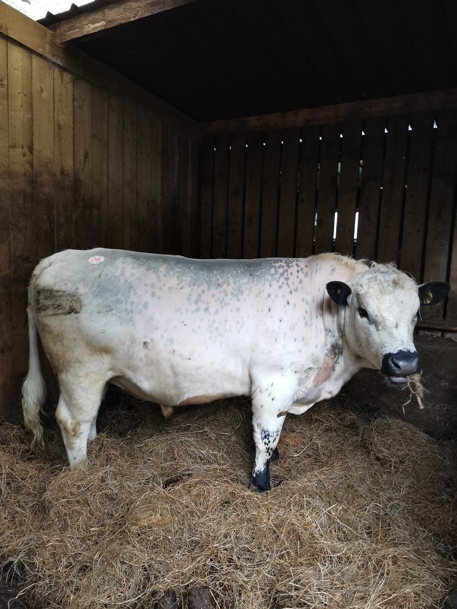 Newest addition to the Savin Hill Herd #britishwhite #britishwhitebull #rarebreed #farming #farmers #LakeDistrict