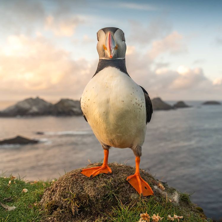 💡 What is #Scotland's national animal: The Unicorn 🦄 or the Puffin? 🐧📍 Hermaness, #Shetland 📷 IG/helenperrywildlife 

✅ Please be responsible as you explore. If travelling to our islands, it's encouraged you take 2 lateral flow tests for COVID-19 before you depart.