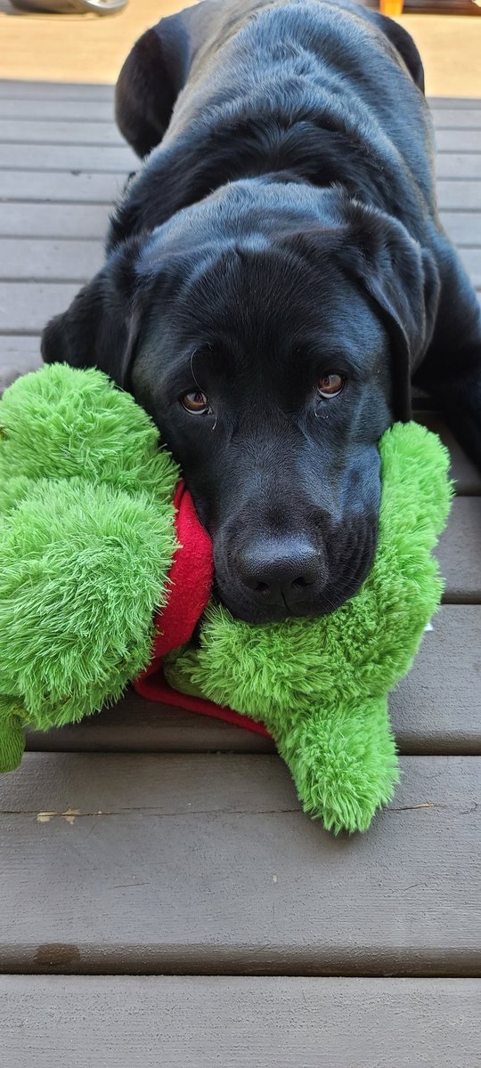 TheTzila's tweet photo. Mum says I'm the prettiest flower in her garden. ๐ฅฐ
#gardening #dogs #labradork #sadface #bestdog #petsmartcharities https://t.co/6vNq5M33ij