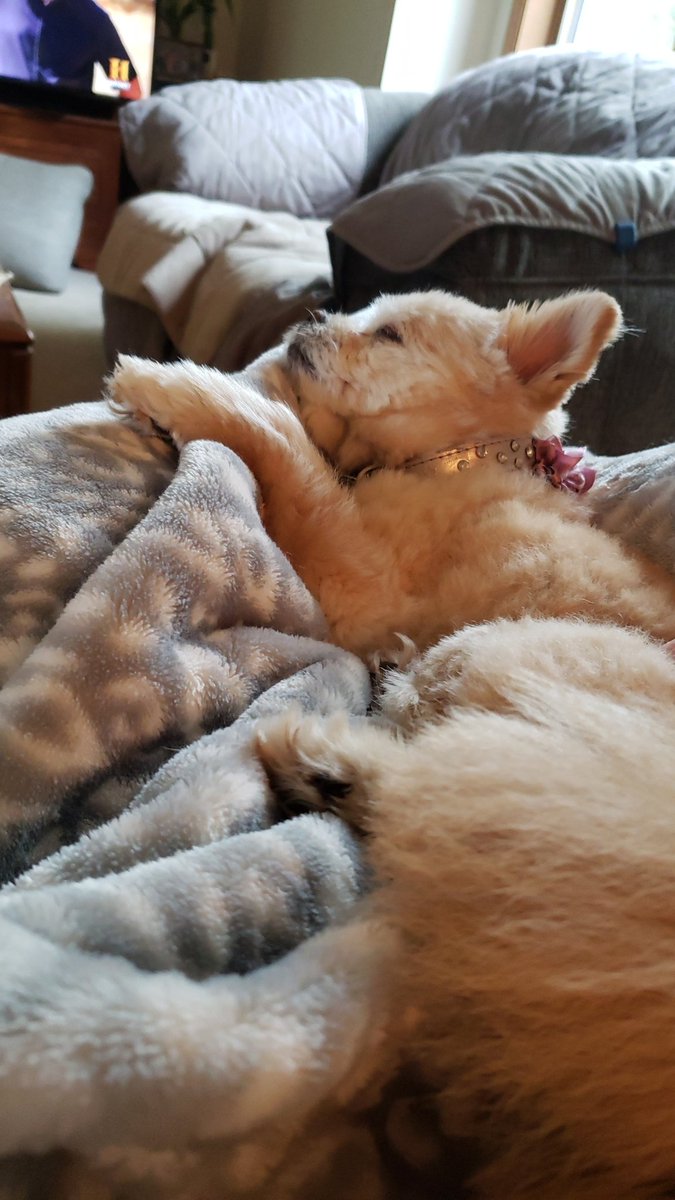 lexxi_marrie's tweet photo. my dog is sad, @netflix you could make her happy if you picked up @prodigalsonfox #PickUpProdigalSon #SliceNDice https://t.co/IHgRmhiD76