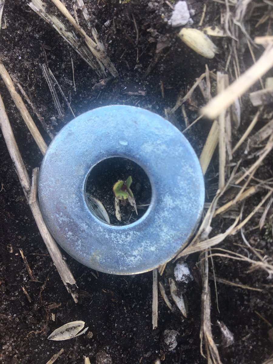 Scott Keller (@skellerfarms) on Twitter photo Was -4 overnight. Canola seeded a week ago today was poking through on the sandier areas of field.
Read in <a href="/CanolaWatch/">CW Jay Whetter</a> about marking plants with washers to better assess damage over next couple days. Was -4 overnight. Canola seeded a week ago today was poking through on the sandier areas of field.
Read in <a href="/CanolaWatch/">CW Jay Whetter</a> about marking plants with washers to better assess damage over next couple days.