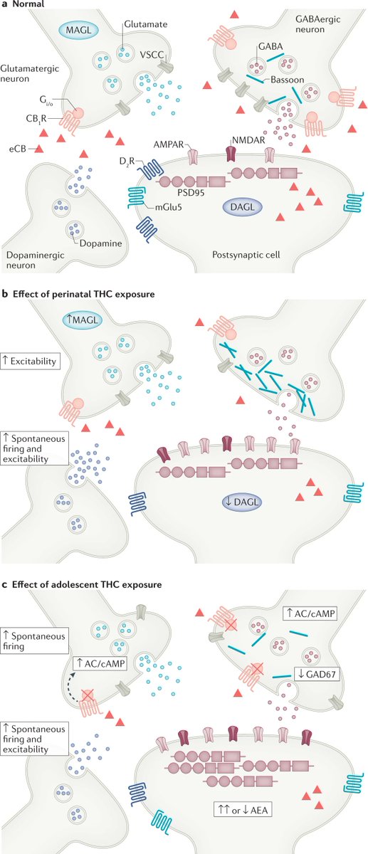 HurdLab's tweet photo. How do cannabinoids affect synaptic plasticity in the developing brain across prenatal, perinatal, and adolescent periods? Read our new review in @NatRevNeurosci to find out! Congrats to @bara_anissa @jmferland @grrompala and @hszutorisz! https://t.co/yADUhYoZ3I https://t.co/fB1VN9b8cZ