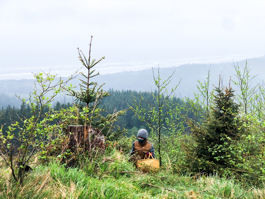 canopyandunder1's tweet photo. Scenes from our spruce tip harvest on the Oregon Coast.⁠ We only harvest on sustainably managed private forestland, leaving behind plenty of #sprucetips so the trees grow strong.⁠  Find these spruce tips in our wild salal berry &amp; spruce tip spread. https://t.co/7tBShgqrwM