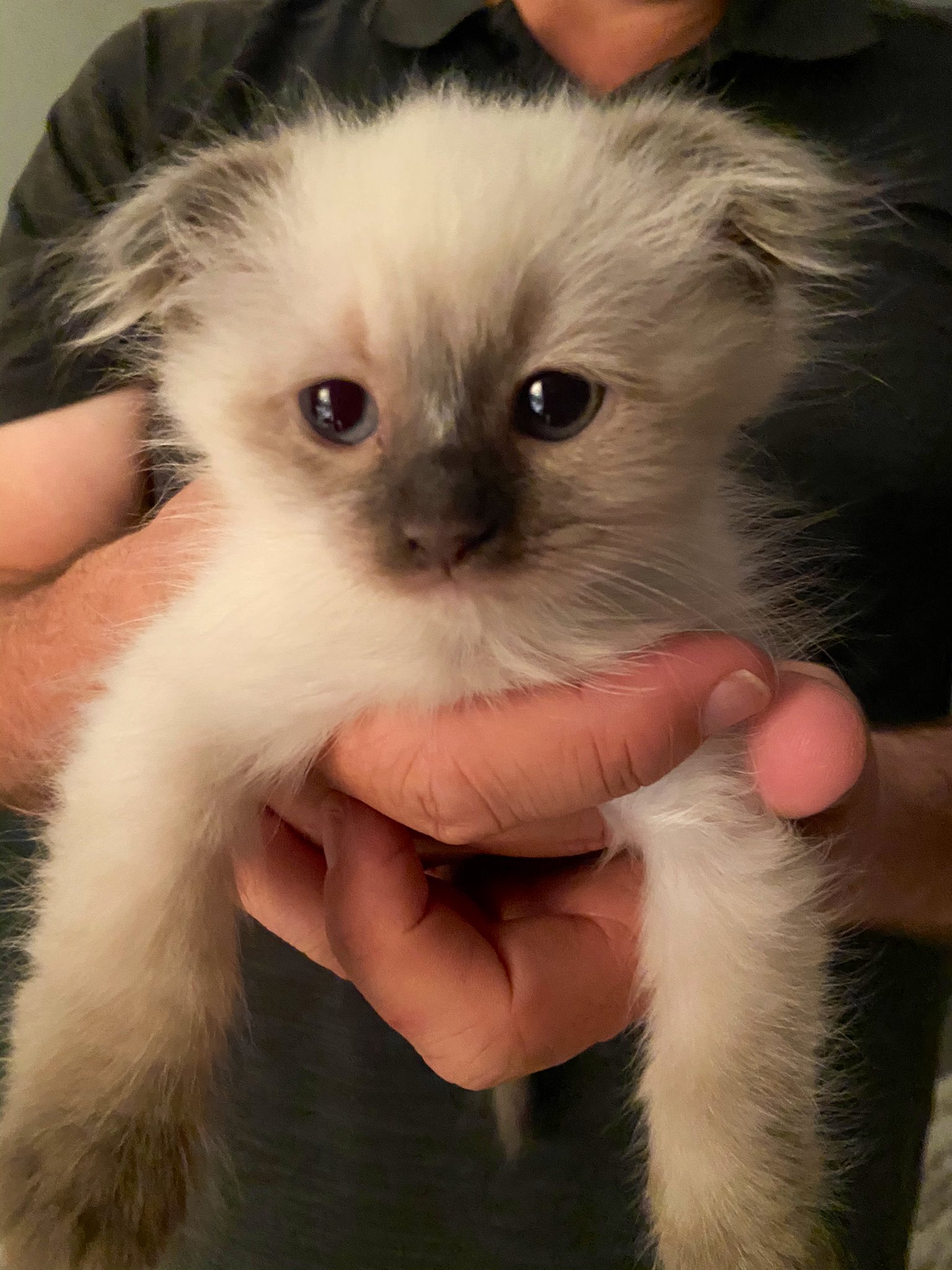 SusanCooksVegan X Meet my Vegan Kitten Just kidding. Cats need to eat meat humans don t vegan cat CuteCats cutekitten funny vegancat joke lol govegan https t Ejo2gUhdDG X