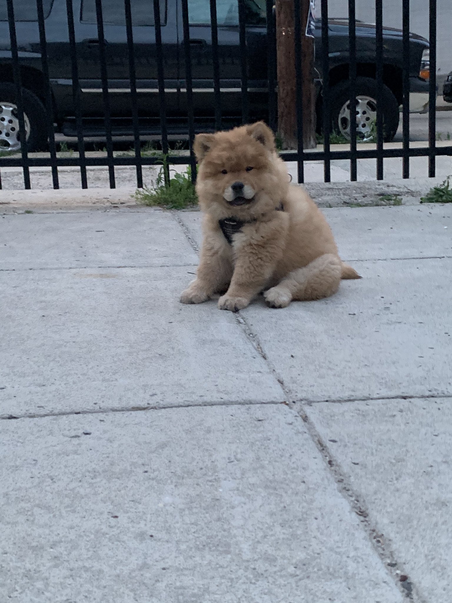 6 month best sale old chow chow