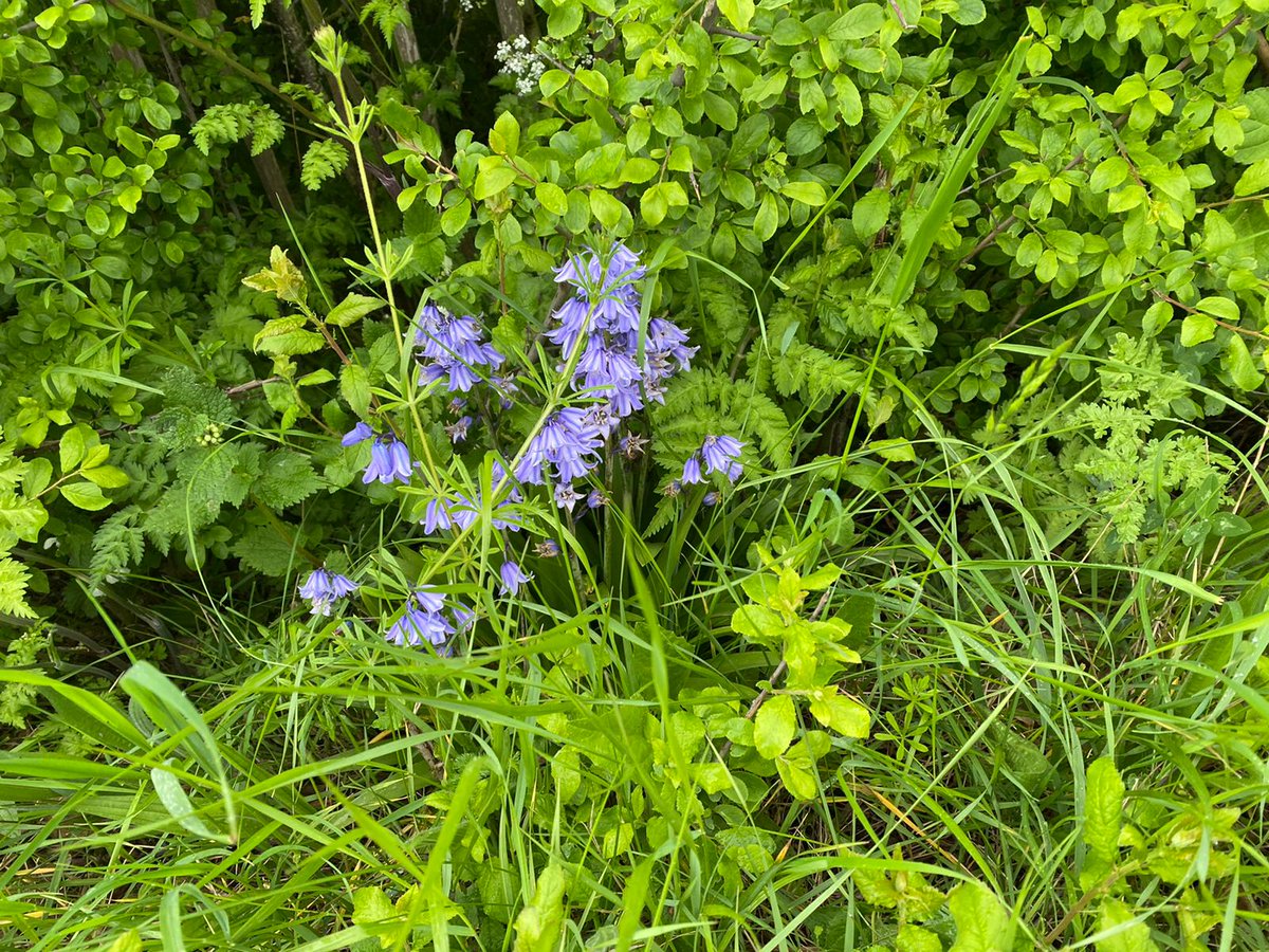 Daughter is babysitting tonight and she has sent me some photos of the #wildflowers in the #RoadVerges that she passed on the way there 😀