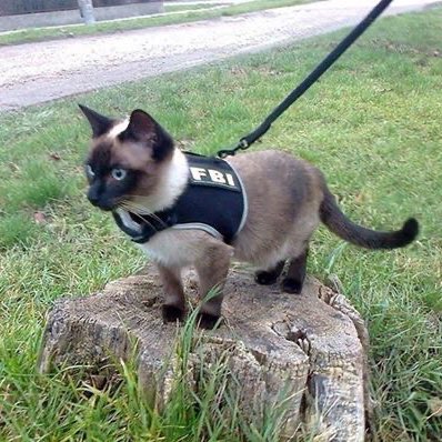 sam winchester as kittens ♡ (@sammyaskittens) on Twitter photo 