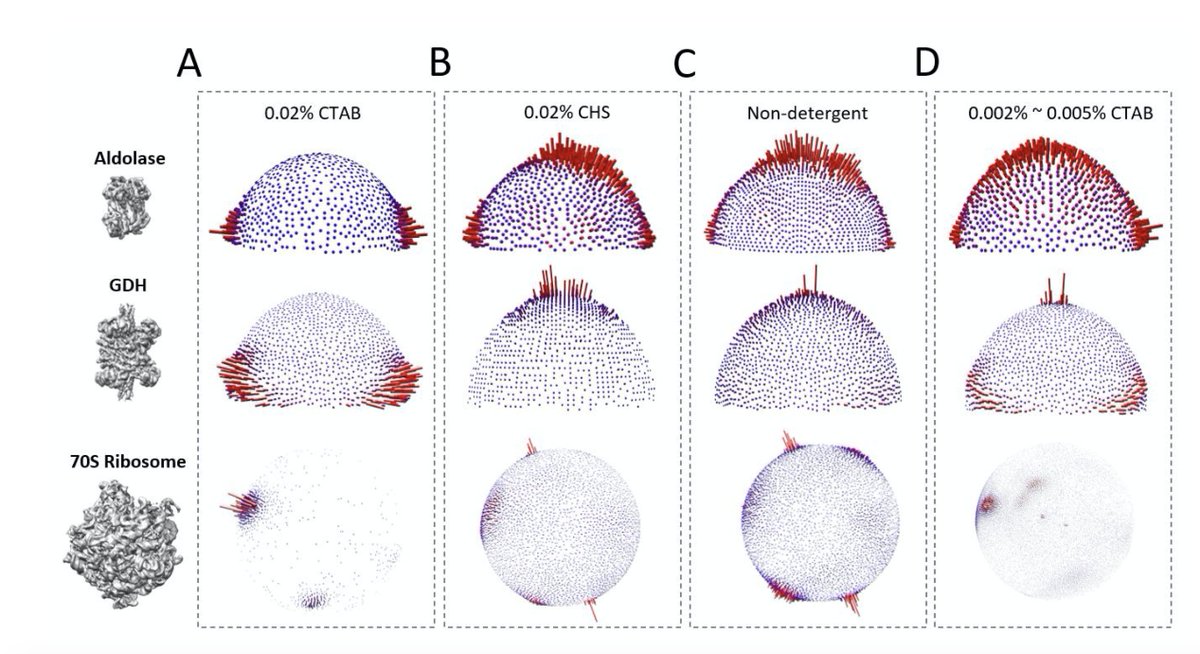 Today in #journalclub: the power of detergents in overcoming the common problem of preferential particle orientation in cryo-EM. Two take home messages: consider the detergent charge and the critical micelle concentration! biorxiv.org/content/10.110…