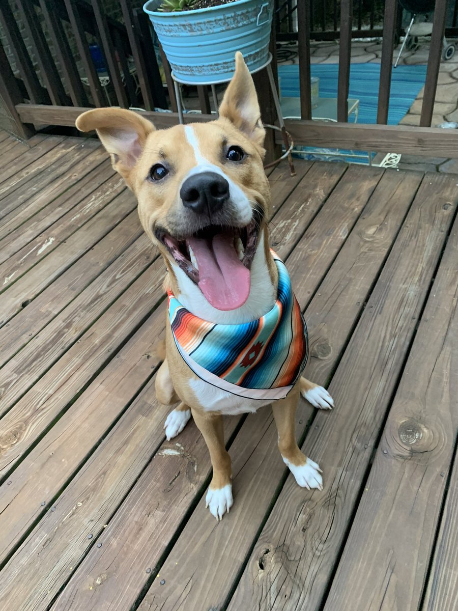 CalamityJaneRag's tweet photo. So many happy pups in their new rags! ✨ https://t.co/3ScJWLAhLy