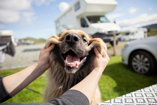 🐶COMO VIAJAR CON MI MASCOTA EN AUTOCARAVANA O CAMPER.
👉locosporlasautocaravanas.site/como-viajar-co…