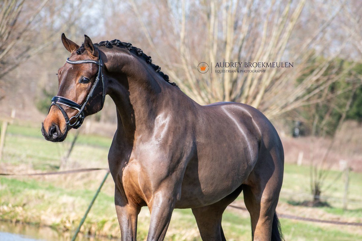 Super interesting 3 yr old gelding! 
For Romance offspring 😁
Very nice to ride😊👍
#dressage #dressur
#sporthorseforsale