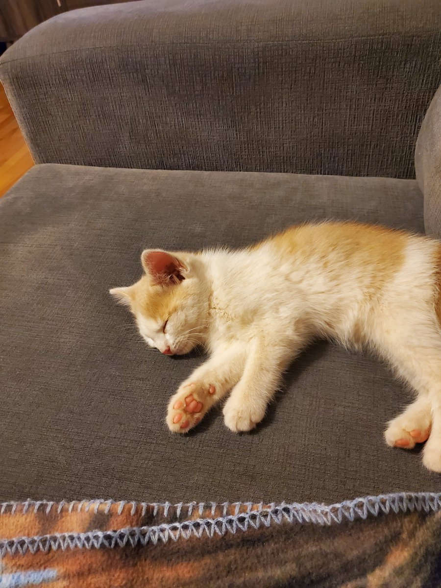 bmchristo26's tweet photo. @abby_rose57 meet your new kitty...Billie!
#socute https://t.co/LPIhrGTuyl