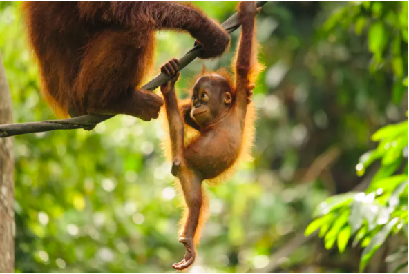 mettahapa's tweet photo. Orangutans and Life > Palm oil and Greed. https://t.co/BlIloKOopZ