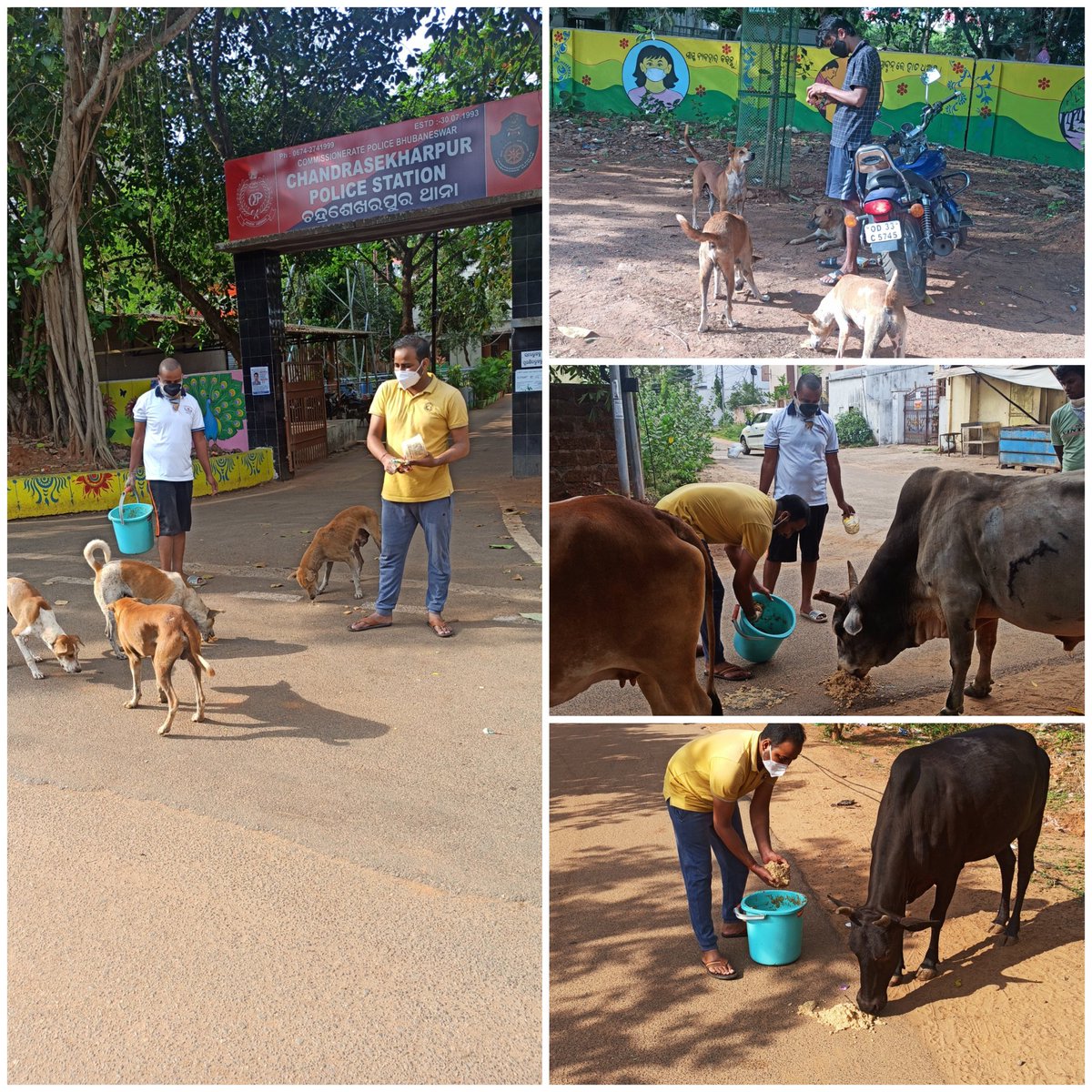jagatjeebanbjp's tweet photo. #Day2FeedTheStrayAnimalDrive 
Our KrantiVeer Members are  feeding  the stray animal on the roadside  of Patia ,Saileshree Vihar , Damana,SahidNagar  Area on Morning hour on  daily basis during this Covid Lockdown crises as the animals are not getting their foods due to shutdown https://t.co/HDjmpJd0BW
