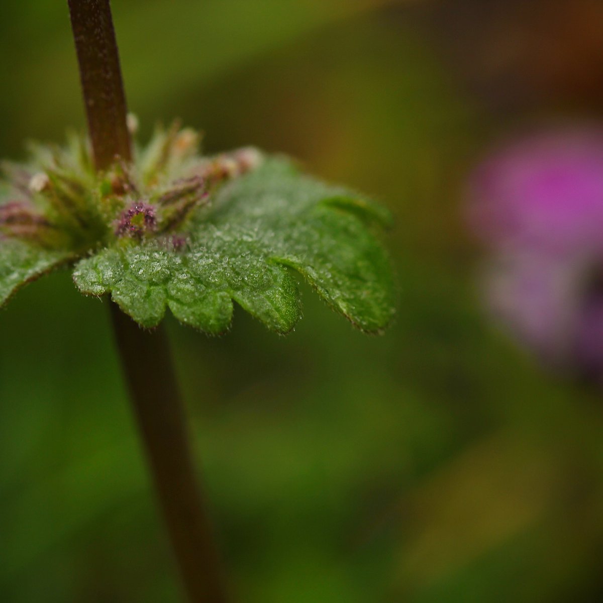 flourish4grace's tweet photo. Silence.
#photography #photographer #photographers #Photographyeveryday #photooftheday #PhotographyIsArt #photographylovers #photographylover #photographyislife #nature #NaturePhotography #naturelover #naturelovers #macro #macrophotography #Flowers #flower #flourish4grace https://t.co/R8uH5uI7SC