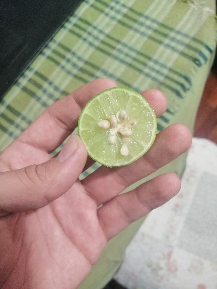 blackwizards's tweet photo. Que demonios le pasó a este limón?
Me pregunto si el loco Chernóbil tendrá alguna respuesta.
#FisionNuclear https://t.co/Bg17L6h8Mg