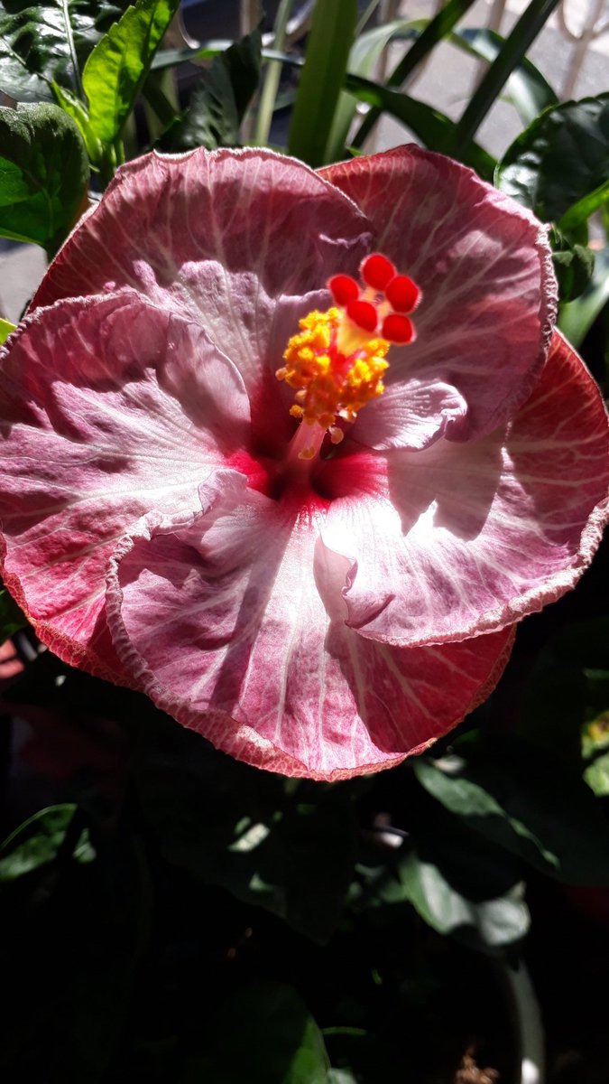 Jessun5's tweet photo. "If others cannot see the beauty in you...
   See your beauty in yourself."

A blooming Saturday morning everyone!

#SaturdayVibes #SaturdayMood
#BloomingHibiscus #MorningPhotography
#flowerphotography #Plantita
#flowersInMyGarden #GardensBeauty #HibiscusCollection📸🌺🌺🌺🌺🌺 https://t.co/lQ2AWMD5iH