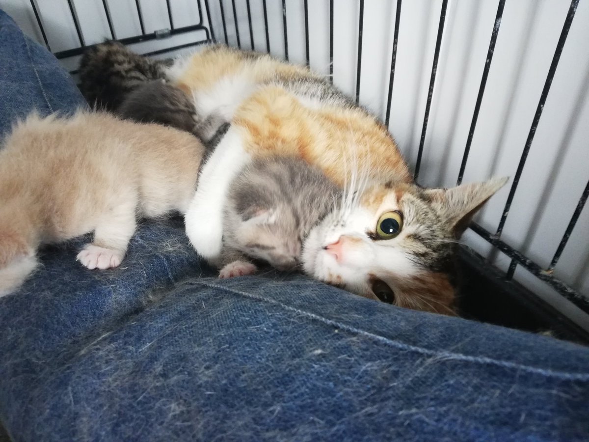 Adopte1P's tweet photo. Ça y est avec beaucoup d'amour de maman et un petit peu de soins de l humaine
La petite Starlette ouvre enfin les yeux solo
Sont pu coller  elle découvre enfin le monde 🥰 https://t.co/2hIOSGysP7