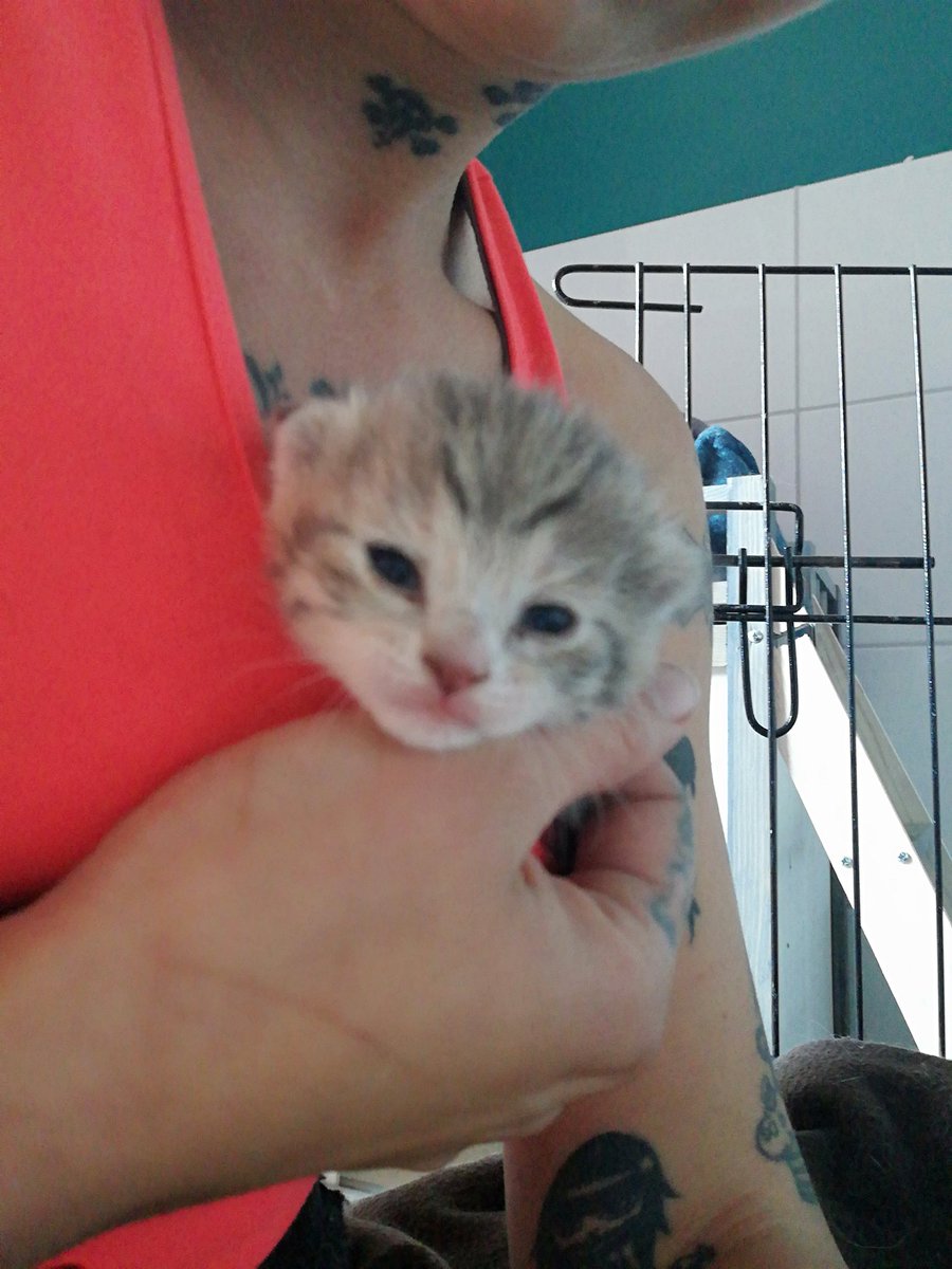 Adopte1P's tweet photo. Ça y est avec beaucoup d'amour de maman et un petit peu de soins de l humaine
La petite Starlette ouvre enfin les yeux solo
Sont pu coller  elle découvre enfin le monde 🥰 https://t.co/2hIOSGysP7