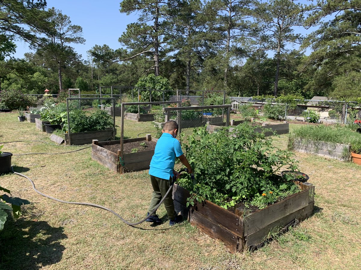 MissBsLearners's tweet photo. And here’s a sweet picture of one of our precious ML kindergartners watering our squash today. He remembered that roots drink the water, and carefully lifted the leaves to water the soil! https://t.co/oidHhiGaEx