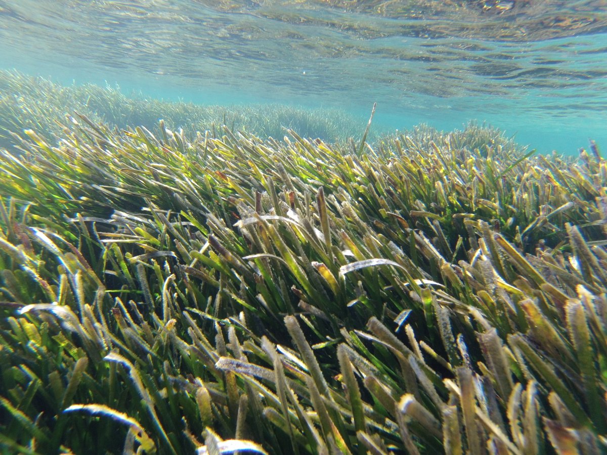 ghernanm's tweet photo. @cbdelosantos @TomasNashLab @FBiodiversidad @ForestKelp @fionatomasn @IMEDEA_UIB_CSIC Muchas gracias @cbdelosantos! vuelta al mediterráneo :) https://t.co/hRMVIqDCPa