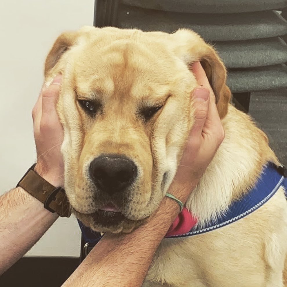 BostonMemory's tweet photo. Friday smoosh face 🐶

#teambcm #therapydogsofinstagram #WalteratBCM #boonefieldlabradors #walter #alwaysthereforloveandcare #maketodaygreat #spreadlove #therapydog #fourleggedfriend #comfortdog https://t.co/x7Zn18KHAO