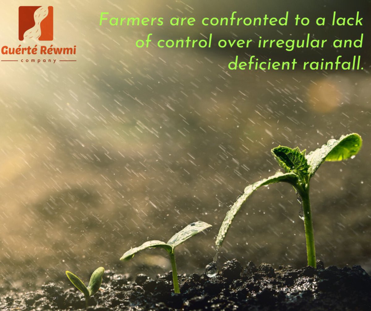 GuerteRewmi's tweet photo. The practice of farming is very dependent on capricious rainfall 💦characterized by contemporary climatic disturbances.
#senegal #entreprise #entrepreneur #agro #bio #local #agroalimentaire #freesenegal🇸🇳#arachide #africa #world https://t.co/F75kUr5iYt