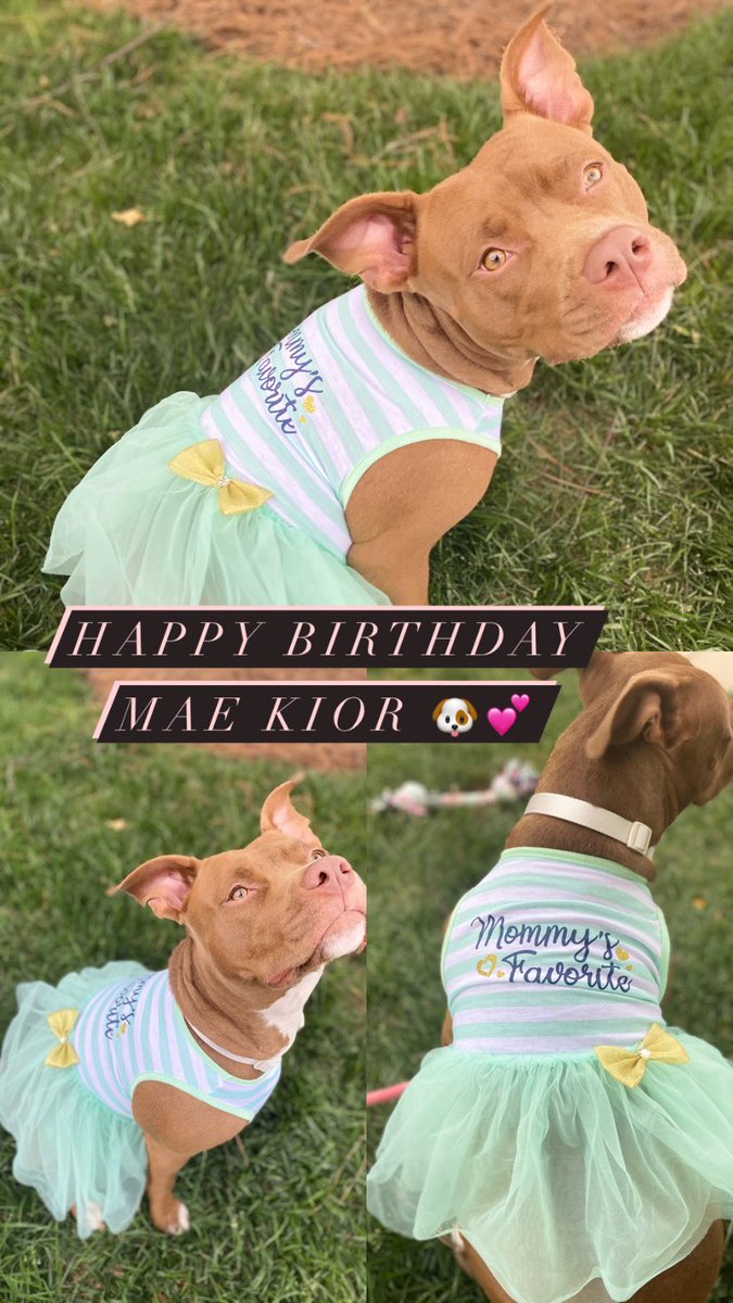 JasmineMckoy18's tweet photo. Itโs my Broke Bestie ๐ 1st Birthday. I love you sooooo much Mae #MommysPrincess #Pitlover #1yearold #Toysareaccepted #Biggirlstatus https://t.co/CG0KmqmrRI