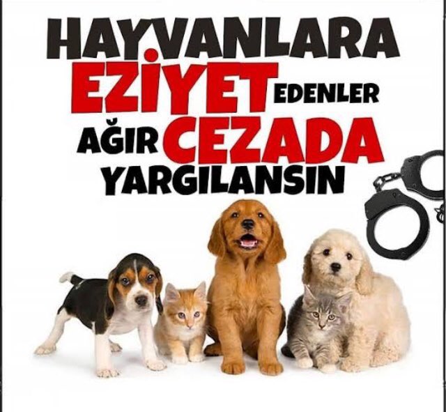 Neden duyarsız kalınır? Bu sessizlik ne kazandırır? Bir cana kıyılması nasıl sıradanlaştırılır? #hayvanhaklarıyasası