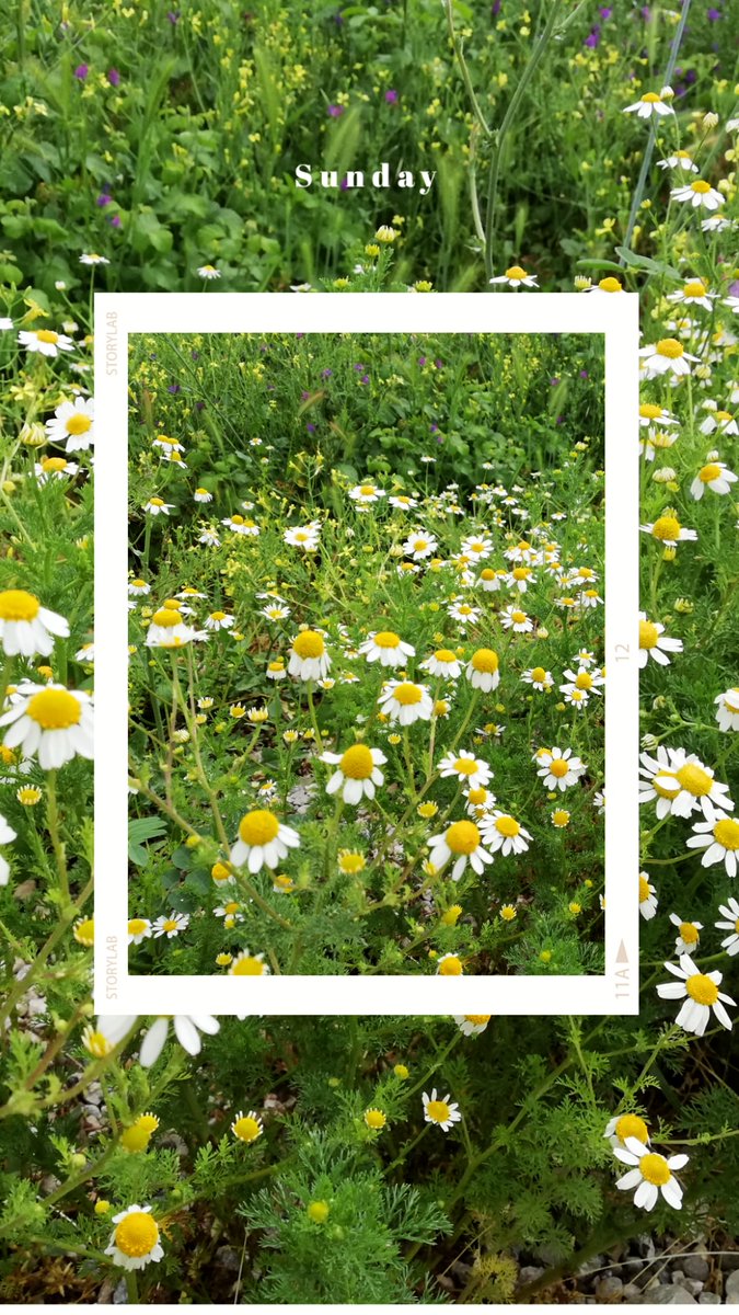 Papatyalar açardı yüreğimin en kuytu köşelerinde.. 🌼🌼🌼