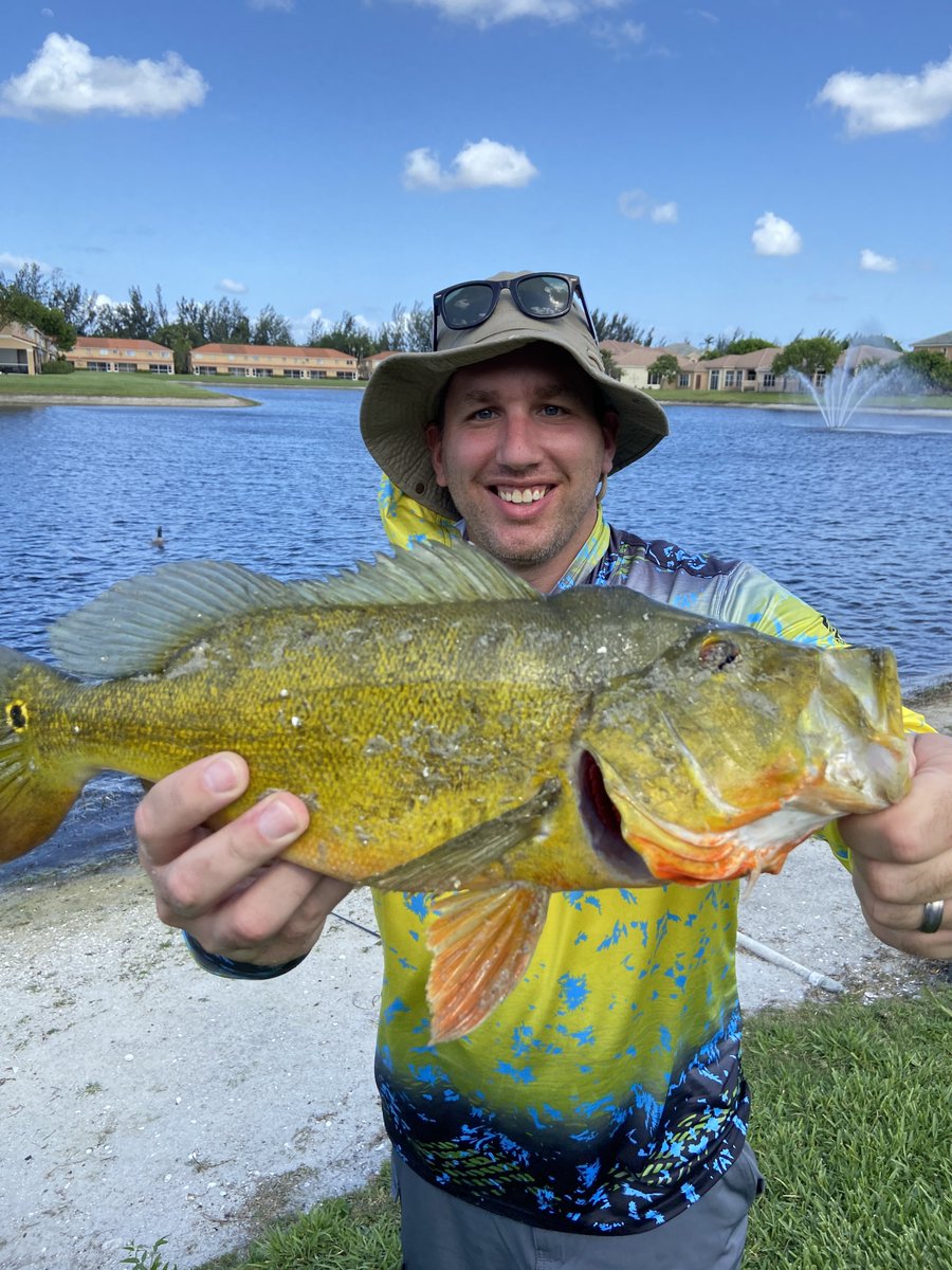 Peacock bass #2 on my West Palm Beach trip. @JShoeSports #fishing #bass https://t.co/LN5AAPCzyW