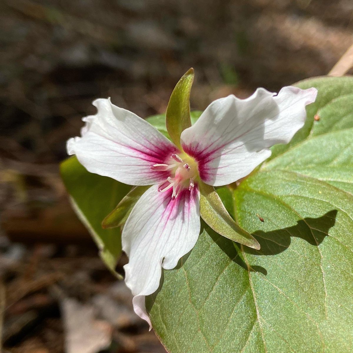 alex ebert tweet media