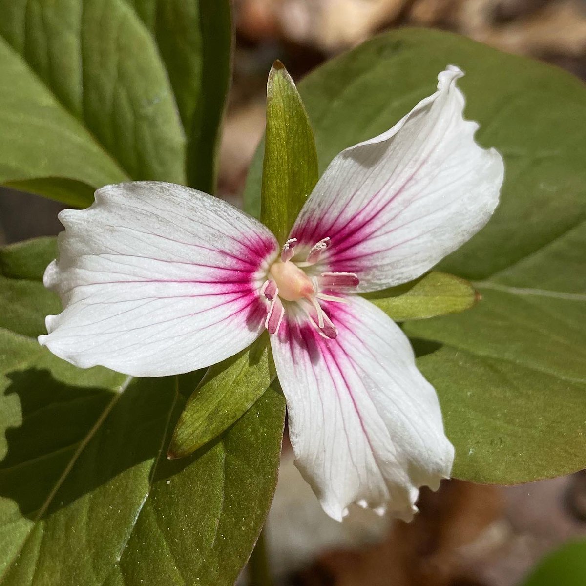 alex ebert tweet media