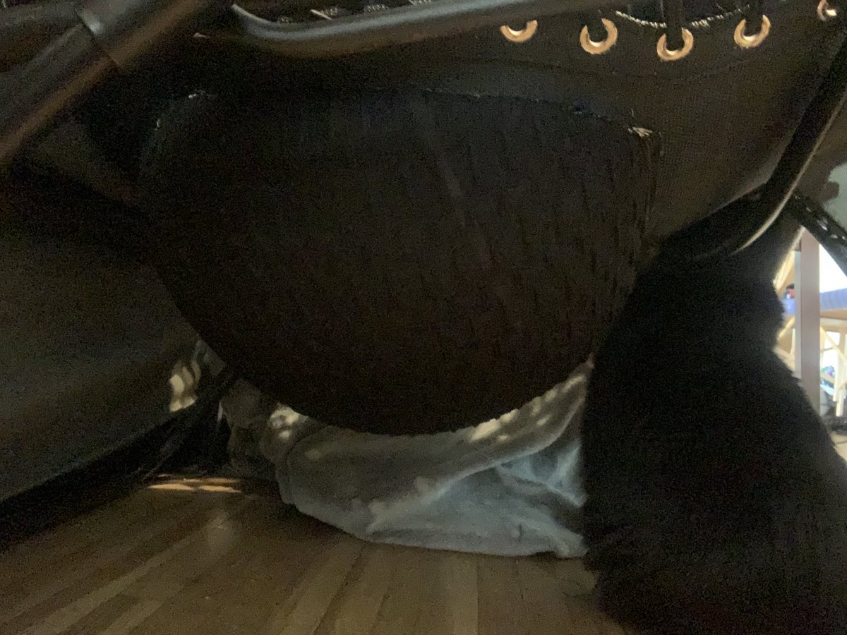 SiliconeCyborg's tweet photo. sitting in a reclining lawn chair with the ass cut out 🤣💀

my cat is displeased https://t.co/UJidEyifwH