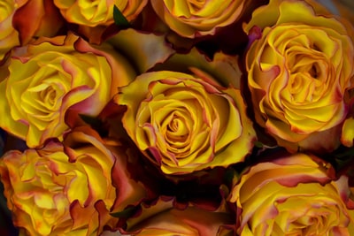 vasderetrocom's tweet image. Photo By Sergi Domingo | Unsplash 
 #rays #wholesaleflowers #graphicdesigntutorials #funnyt-shirts #friendshipbracelet