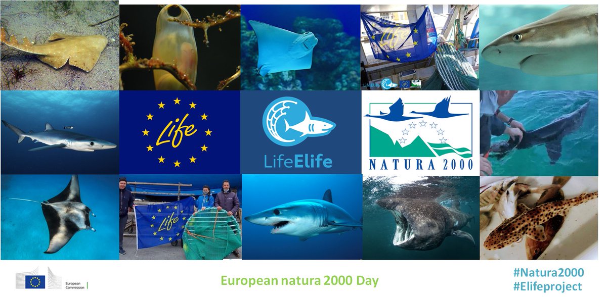ElifeProject's tweet photo. Happy #Natura2020 day! 

On the 21st of May 1992, the EU #HabitatDirective and @LIFEprogramme were approved! 

They aim to protect #endangered species and provide funding for #environmental and #climate action!

We are grateful that they also co-fund the #elife_project @SznDohrn https://t.co/FBxw7KcBoe