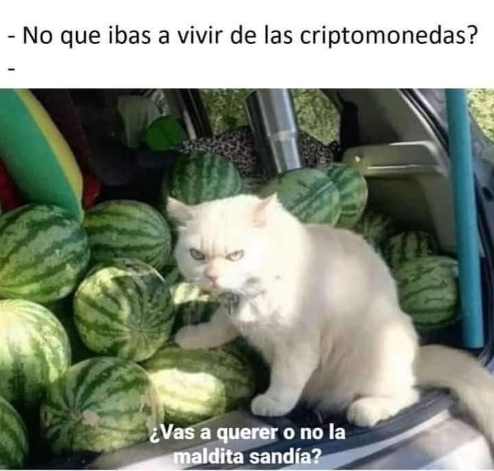 Cryptonyta.eth (& .sol) tweet media