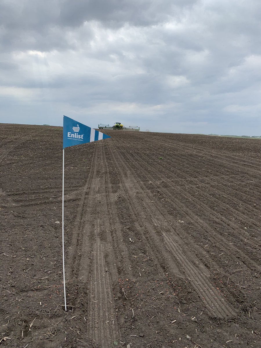 Enlist field plot near LaMoure, ND.  Should be fun to see the technology at work in this field with its historic weed pressure.  <a href="/GldnHarvest/">Golden Harvest Seeds</a> #needrainfirst