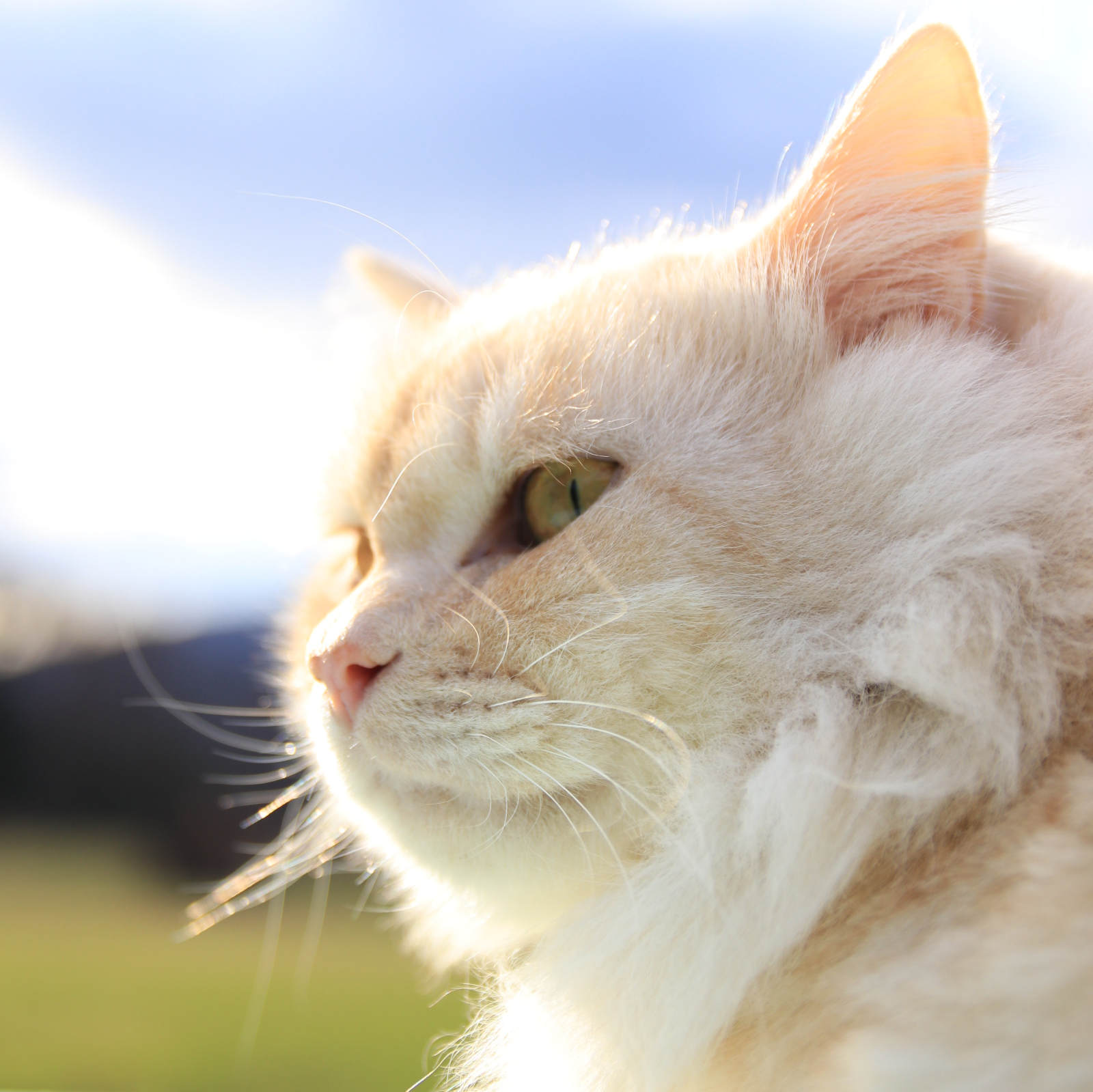 تويتر かご猫 Blog على تويتر もふもふよこがお T Co Vtv1rqogju 猫のいる暮らし 猫横顔 もふもふ猫 T Co Lzgrdkmukv