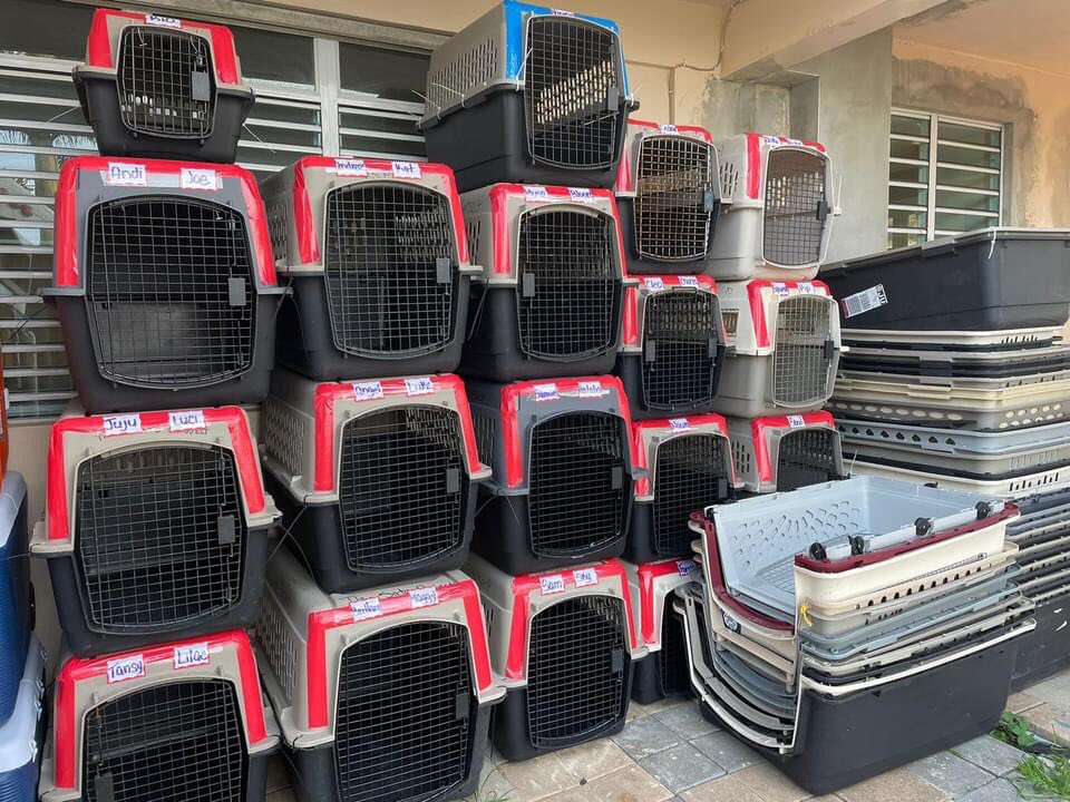 TheSatoProject's tweet photo. 1 flight down and 1 to go! Another 100 lucky satos are getting ready to take their #FreedomFlight TONIGHT! ๐ชโ๏ธ #missionpossible13 #RescueDogs https://t.co/QSI3XBeOvc