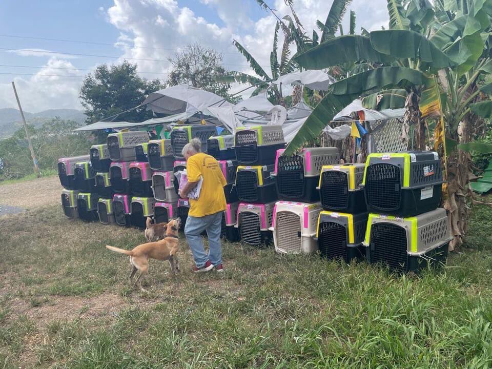 TheSatoProject's tweet photo. 1 flight down and 1 to go! Another 100 lucky satos are getting ready to take their #FreedomFlight TONIGHT! ๐ชโ๏ธ #missionpossible13 #RescueDogs https://t.co/QSI3XBeOvc