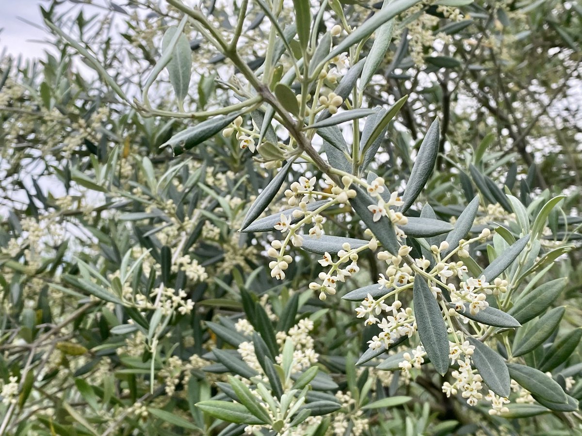 そうオリーブ花粉症の季節