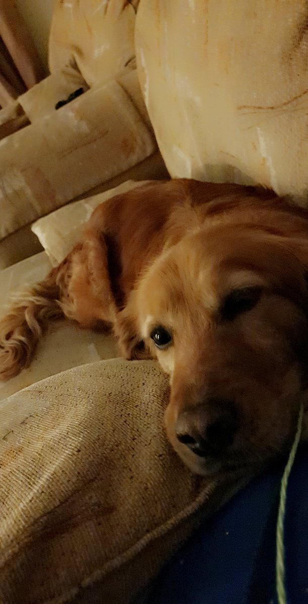 McsEmma's tweet photo. Mam "while I'm away, don't let the dog up on the couch"

I did say no but how can I say no to this ?? Impossible!! #dogsoftwitter #sorrymam #mygirl #Amber #Shestheboss https://t.co/dta3K8D9yW